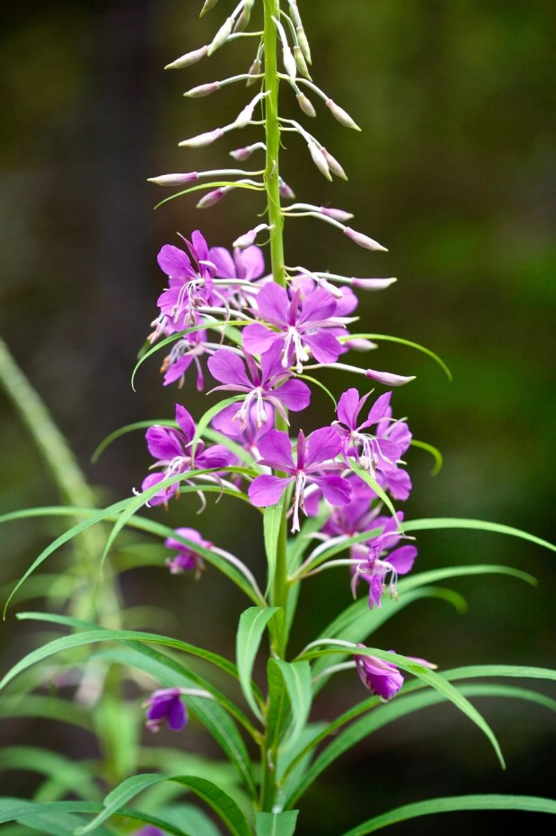 Mosier's Creek-Side Pollinator Paradise