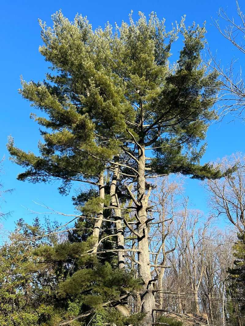 Eastern White Pine Entanglements