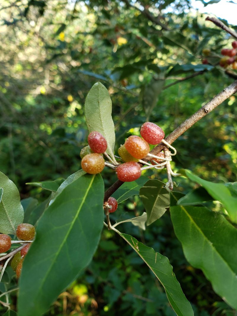 Russian Olive: The Thorny Invader