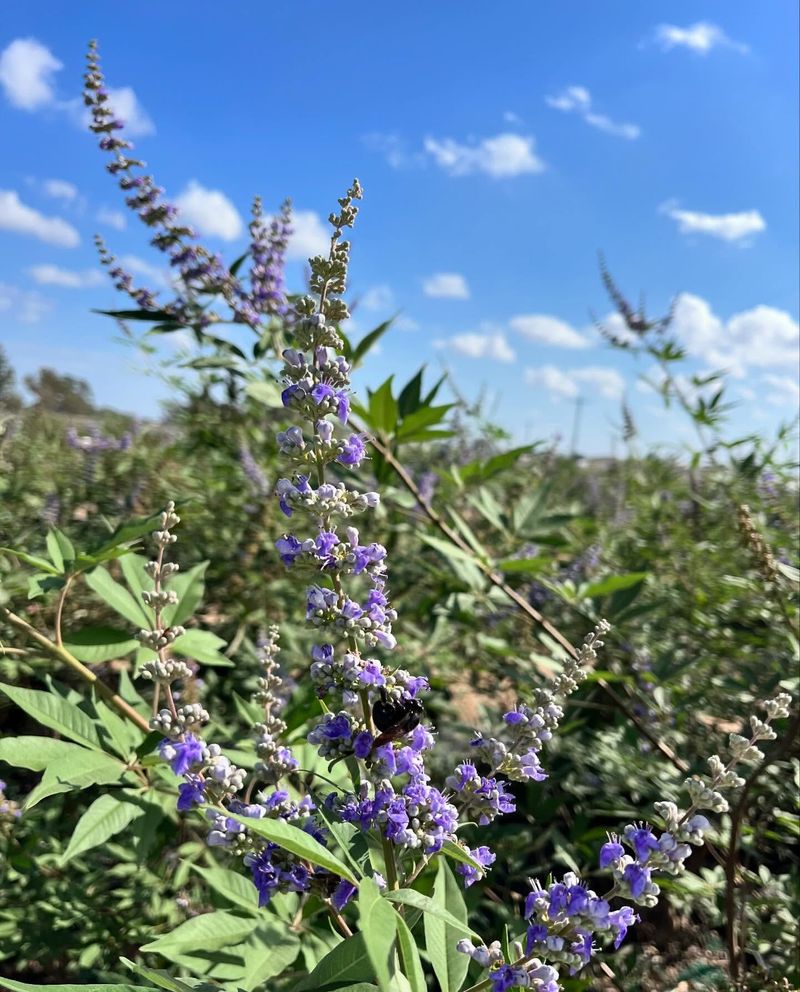 Vitex