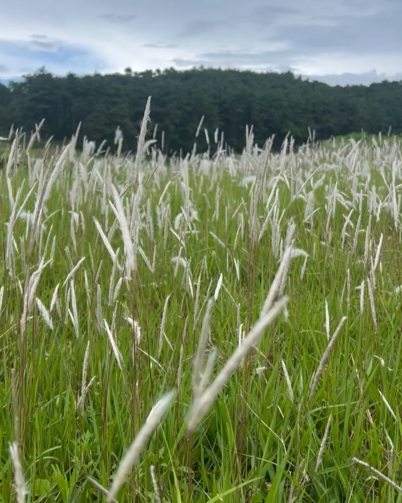 Cogongrass (Imperata cylindrica)