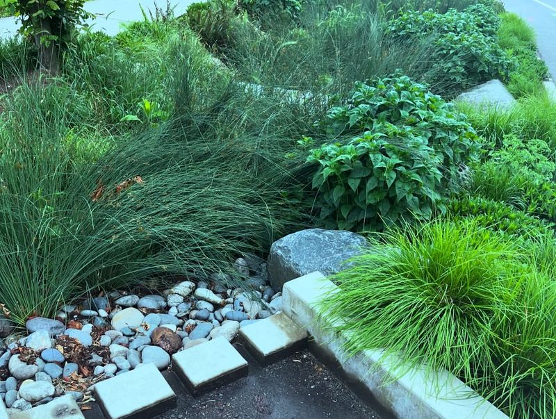 Rain Garden Appreciation