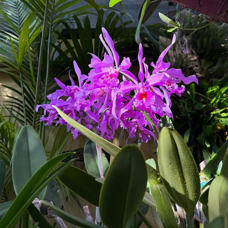 Cattleya House