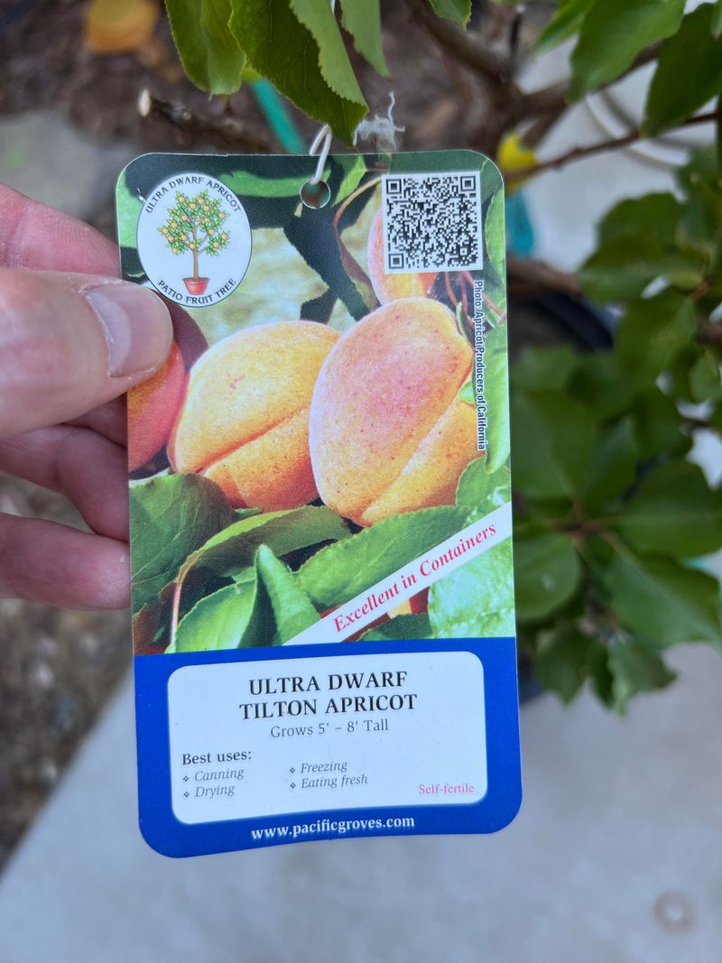 Compact Apricot