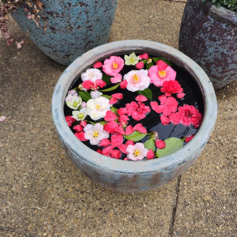 Floating Water Lily Bowl