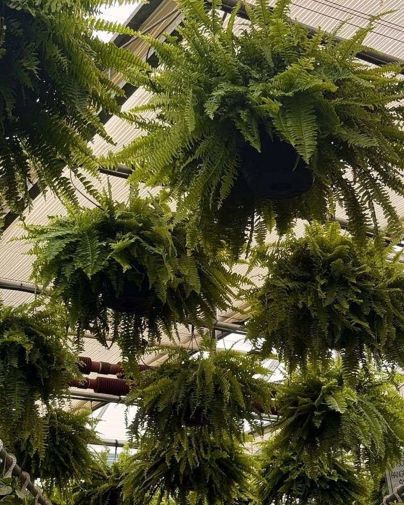 Boston Fern