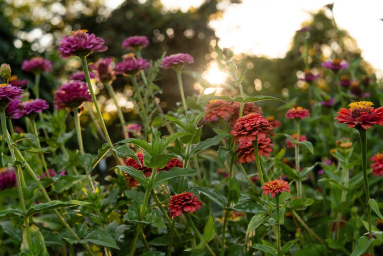 Backlit garden field of orange, pink, yellow, green zinnia flower (featured image)