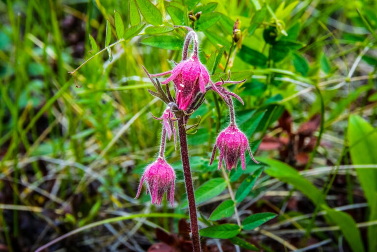 Beautiful Prairie Smoke Avens (featured image)