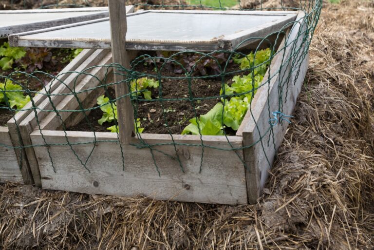 cold frame garden