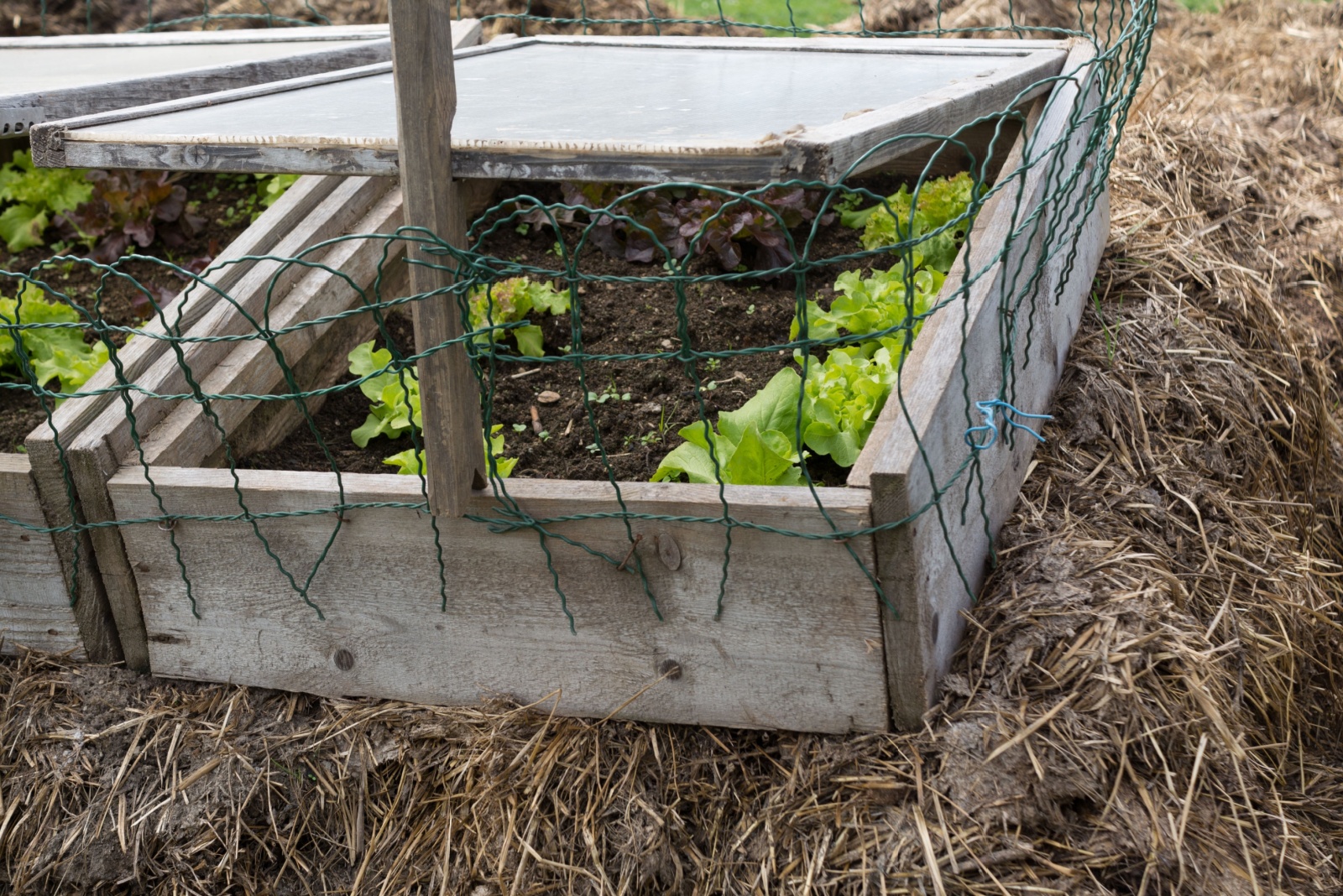 Minnesota Gardeners Face High Costs For Season Extension Gear Yet Affordable Cold Climate Solutions Exist