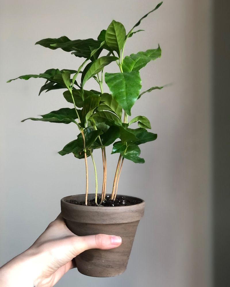 Coffee Plant