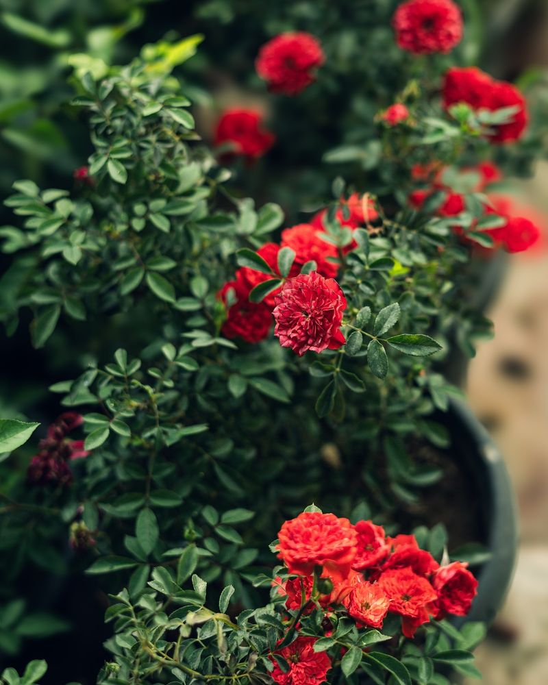 Miniature Roses
