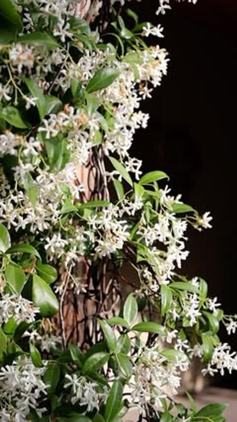 Jasmine