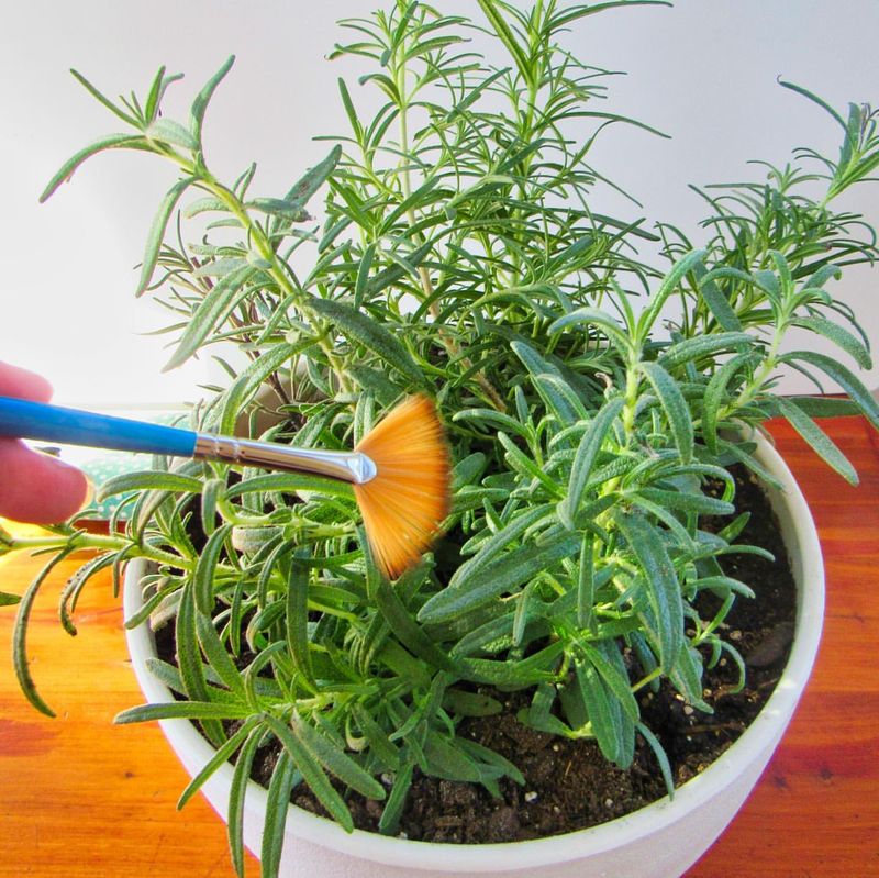 Rosemary