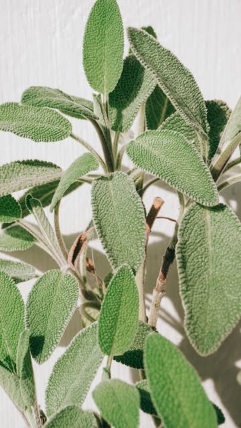 Sage