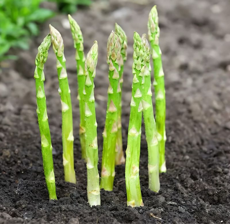 Asparagus And Garlic