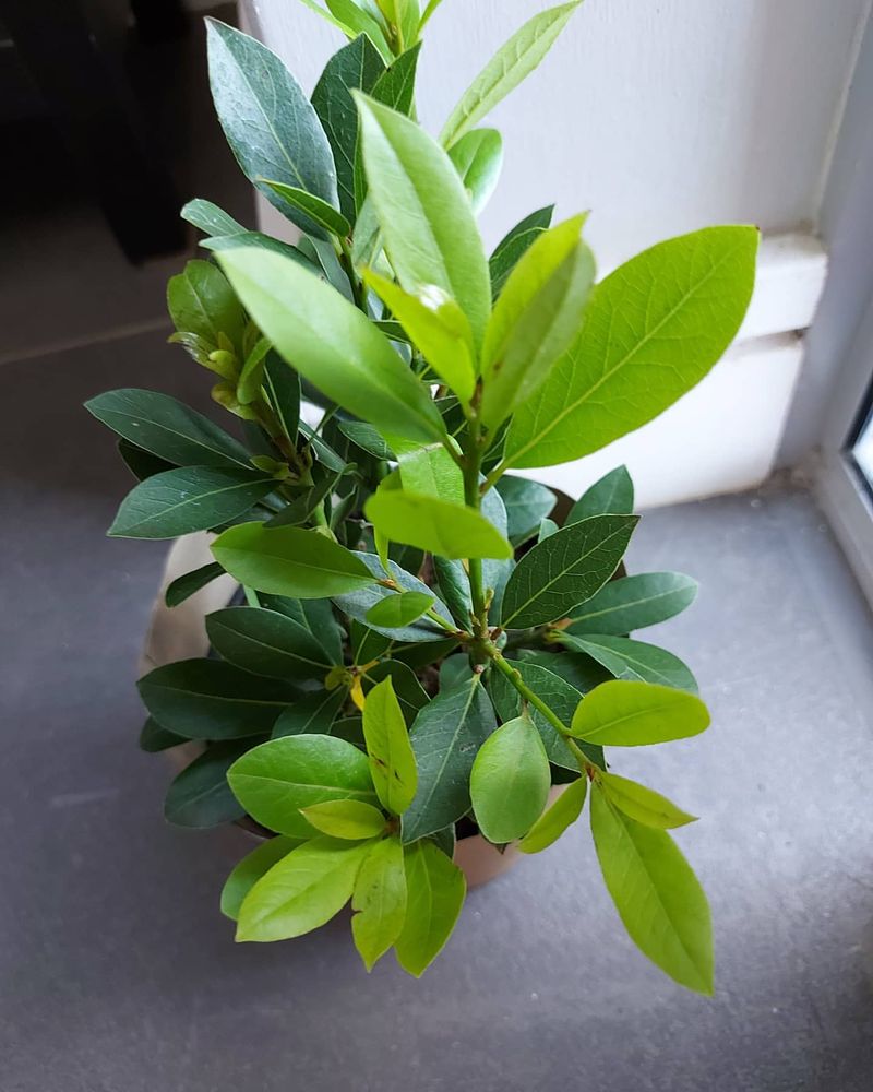 Bay Leaves: The Slow-Cooked Holiday Essential