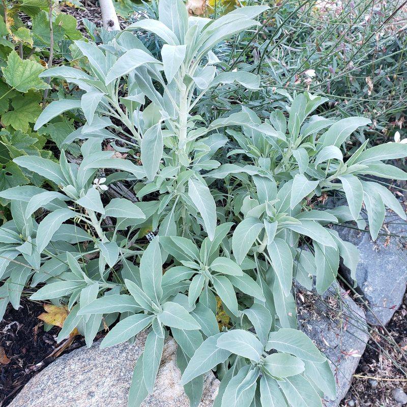 Sage: Ancient Protector Against Modern Pests
