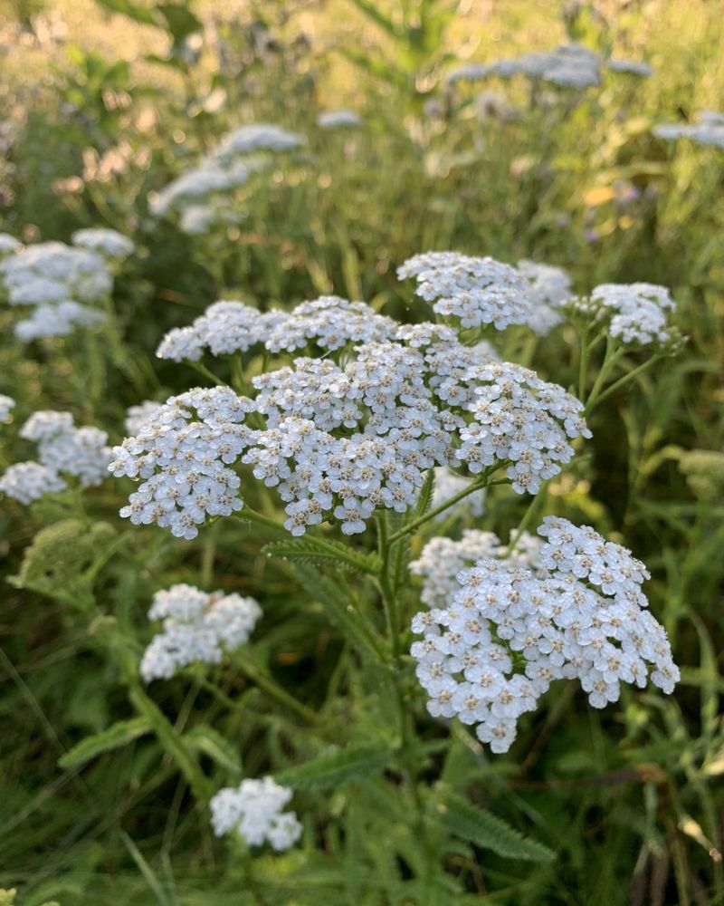 Yarrow: Native Medicinal Beauty