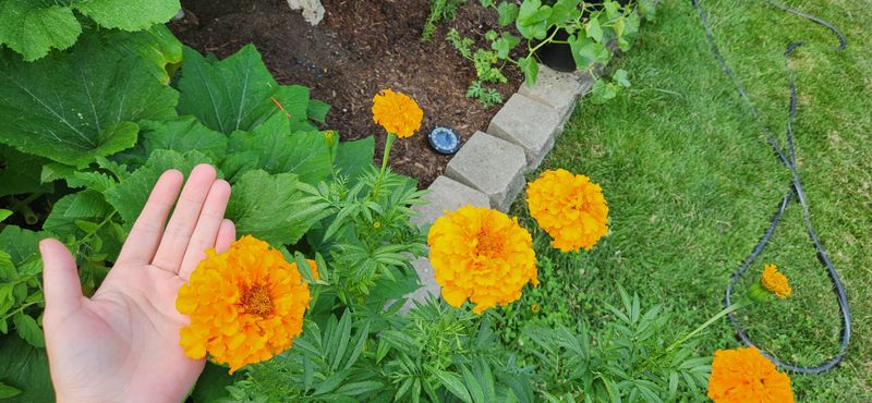 Marigold's Mighty Mouse-Fighting Power