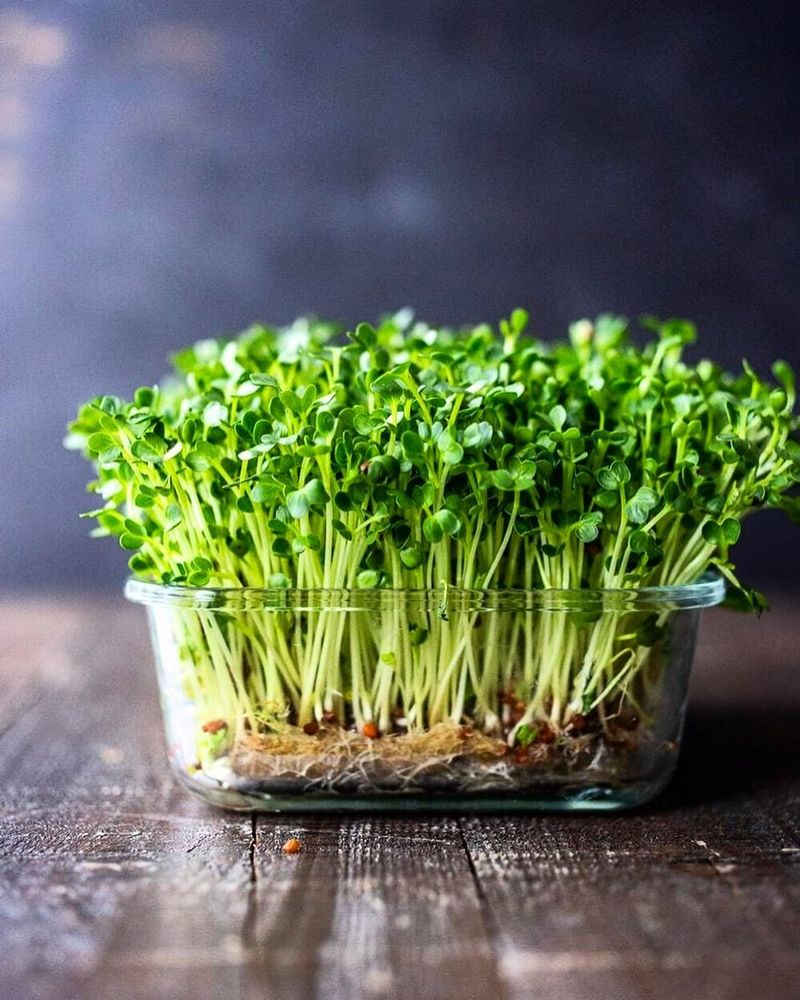 Microgreens: Tiny Nutrition Powerhouses
