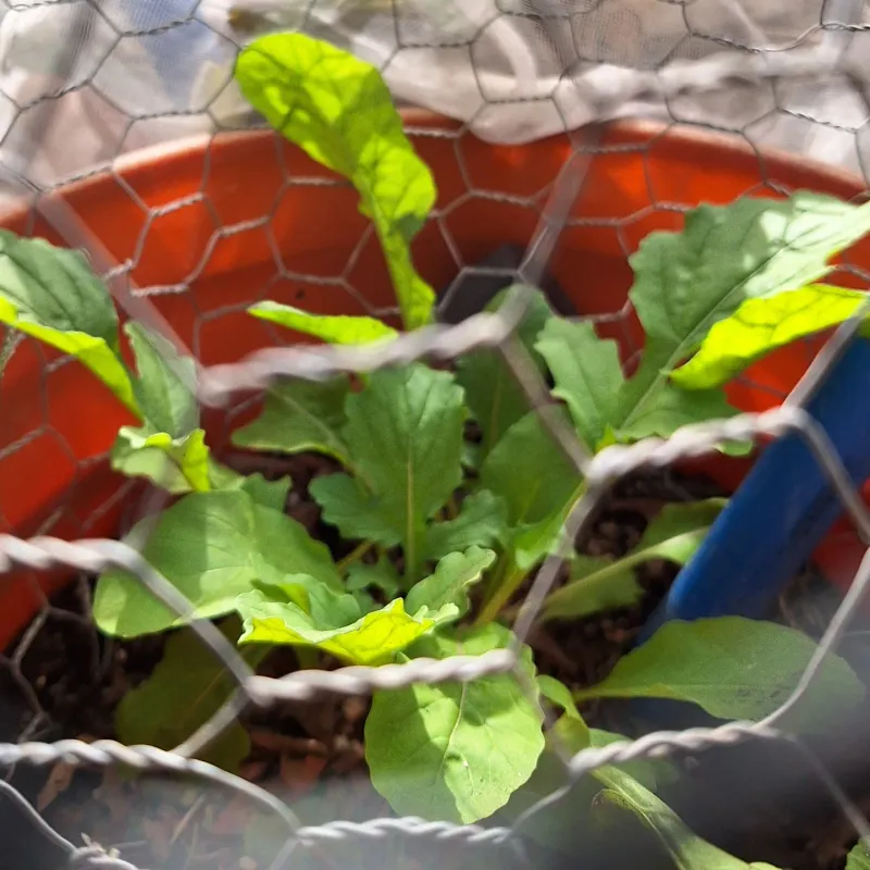 Arugula