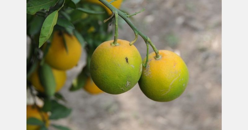 Citrus Quarantine Rules