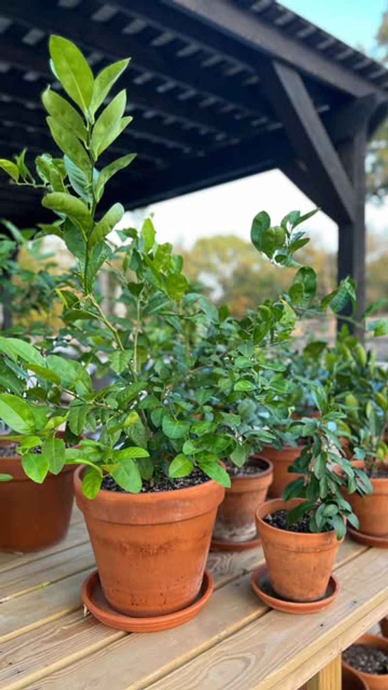 Restricted Citrus Trees