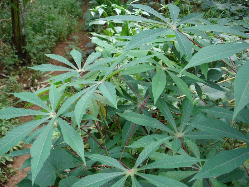 Bitter Cassava