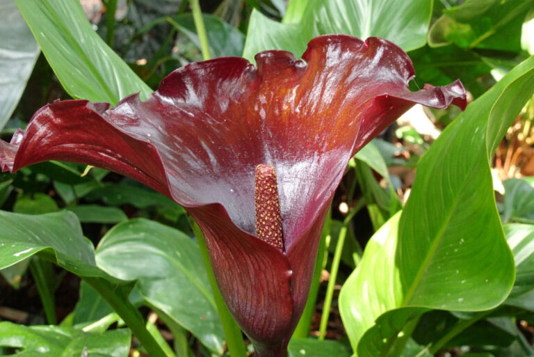 Titan arum (featured image)