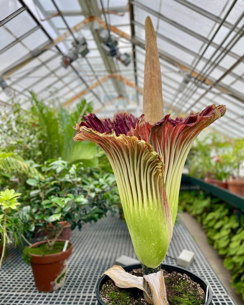 Titan Arum