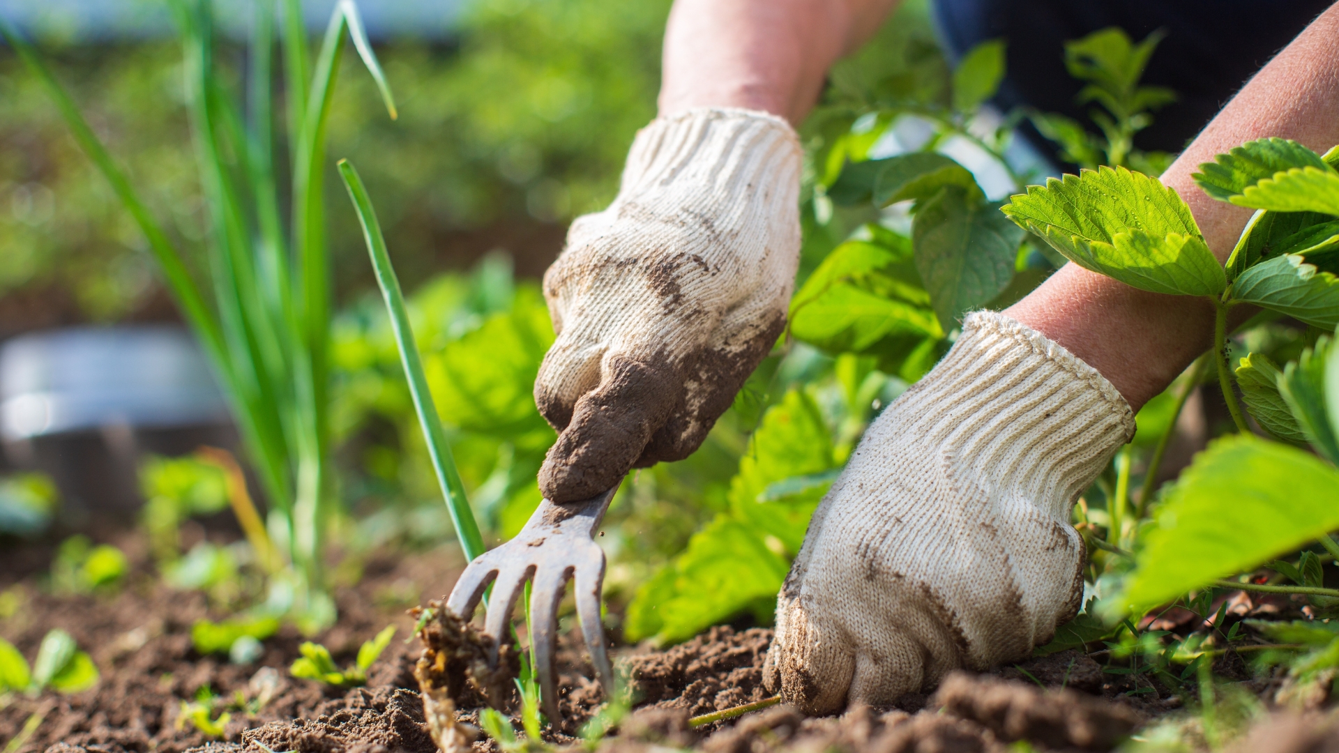 Mistakes North Carolina Gardeners Make Every August (That Ruins Fall Harvests)