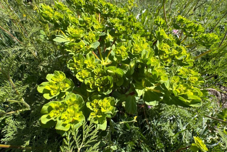 spurge weed (featured image)