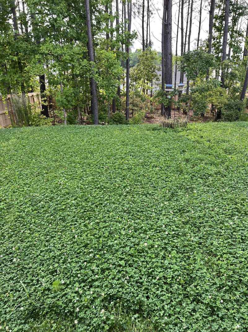 Embrace White Dutch Clover For Full Lawn Replacement