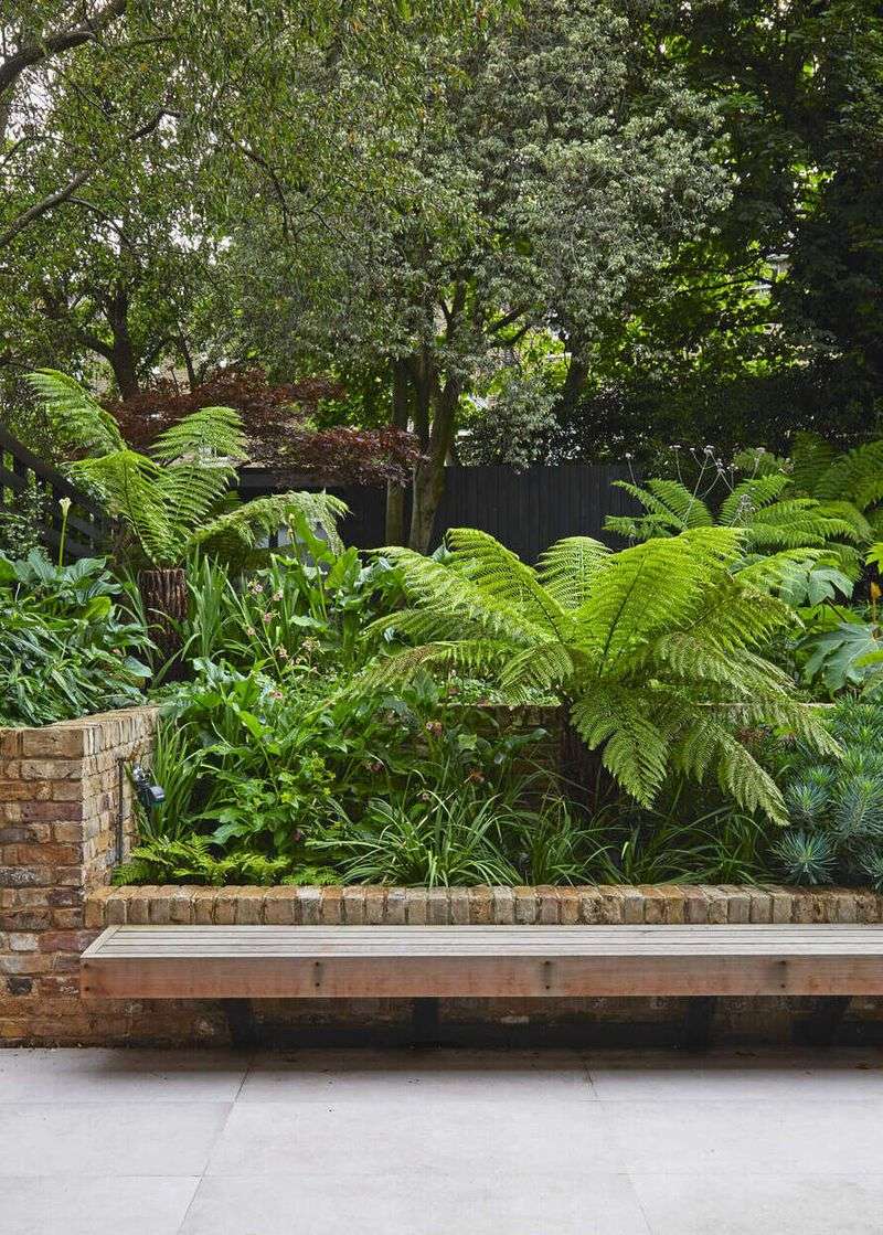 Wood Ferns To Soften Gravel Edges