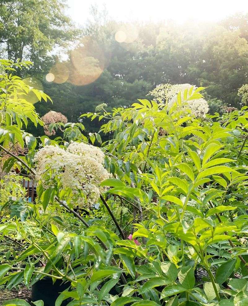 Elderberry Rain Garden Solution