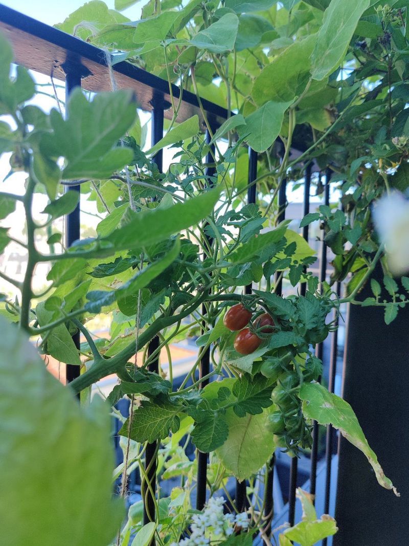 Training Tomatoes Along Balcony Rails