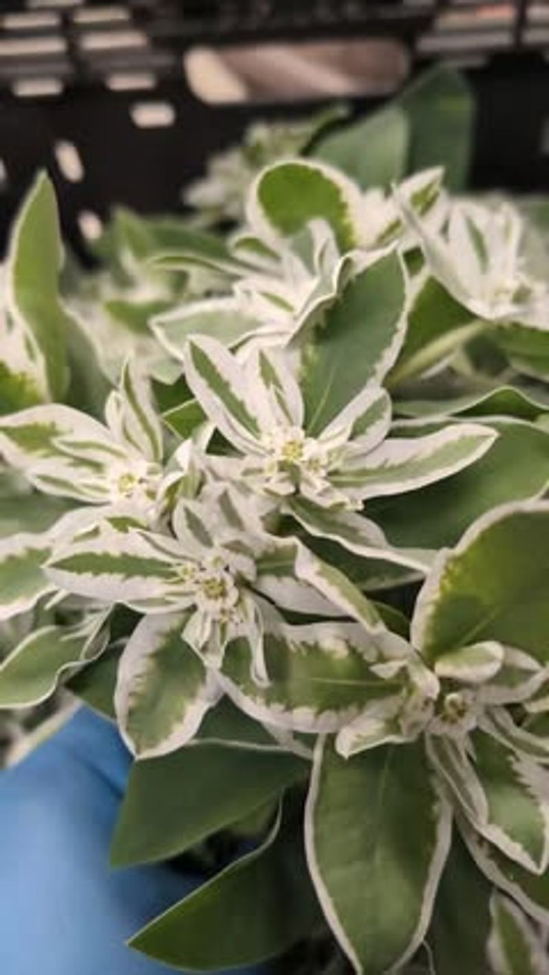 Inside-Out Flower (Vancouveria hexandra)