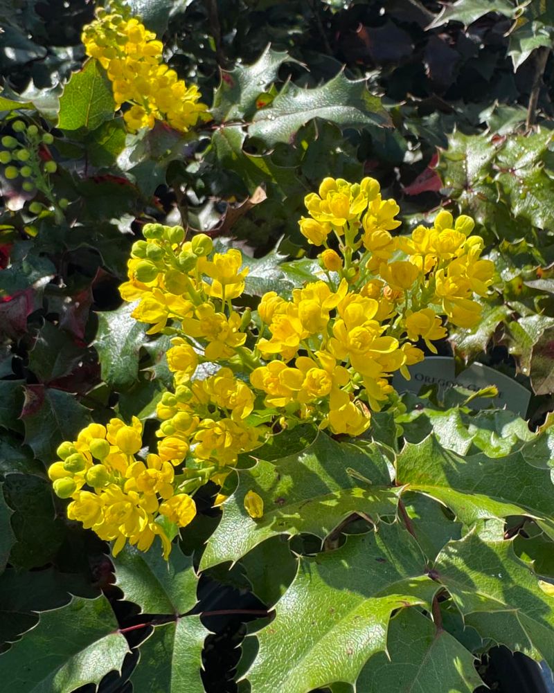 Tall Oregon Grape (Mahonia nervosa)