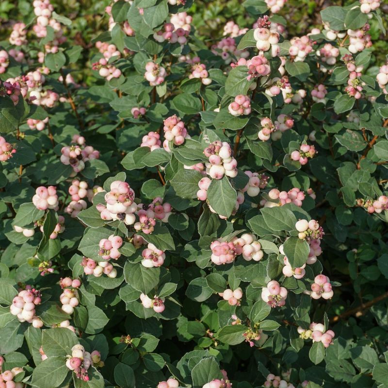 Snowberry
