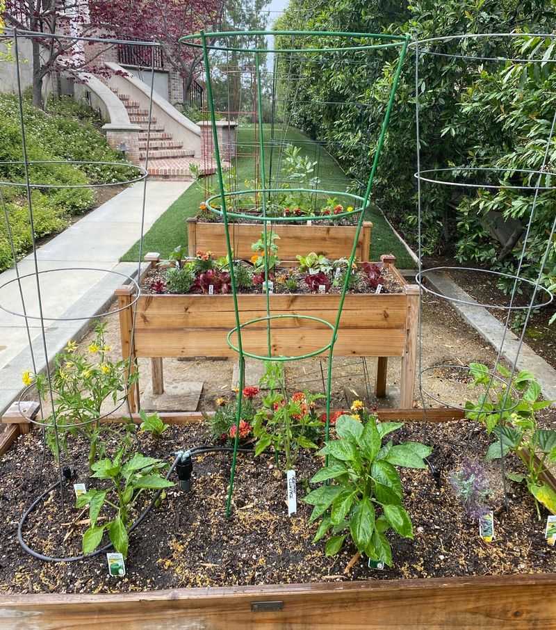 Root Competition With Vegetables