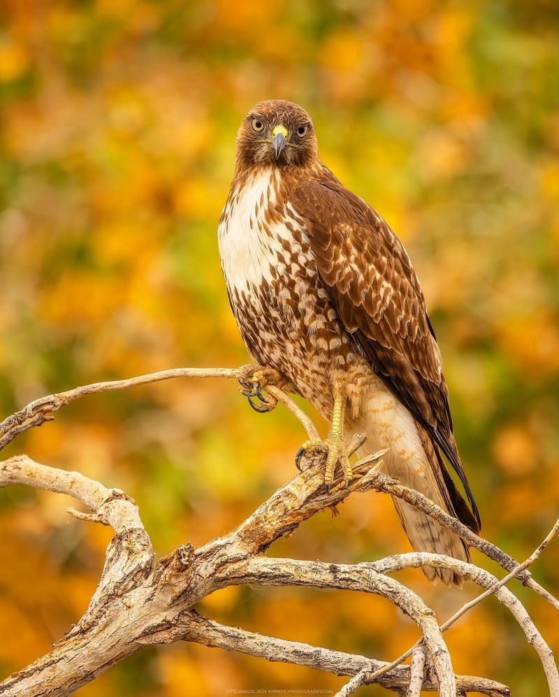 Red-tailed Hawk