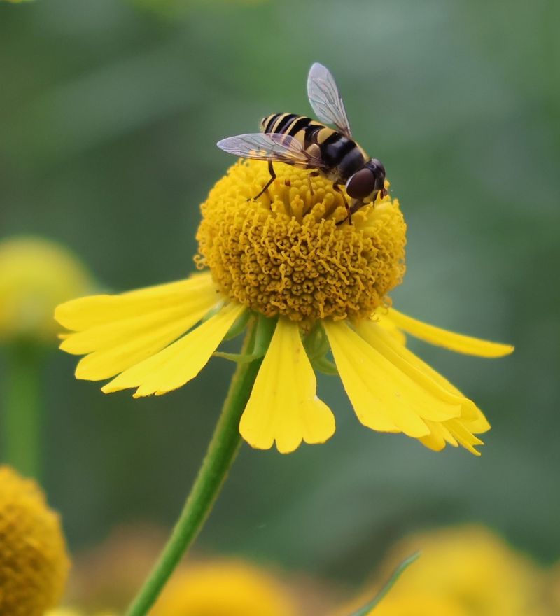 Native Bee Magnet