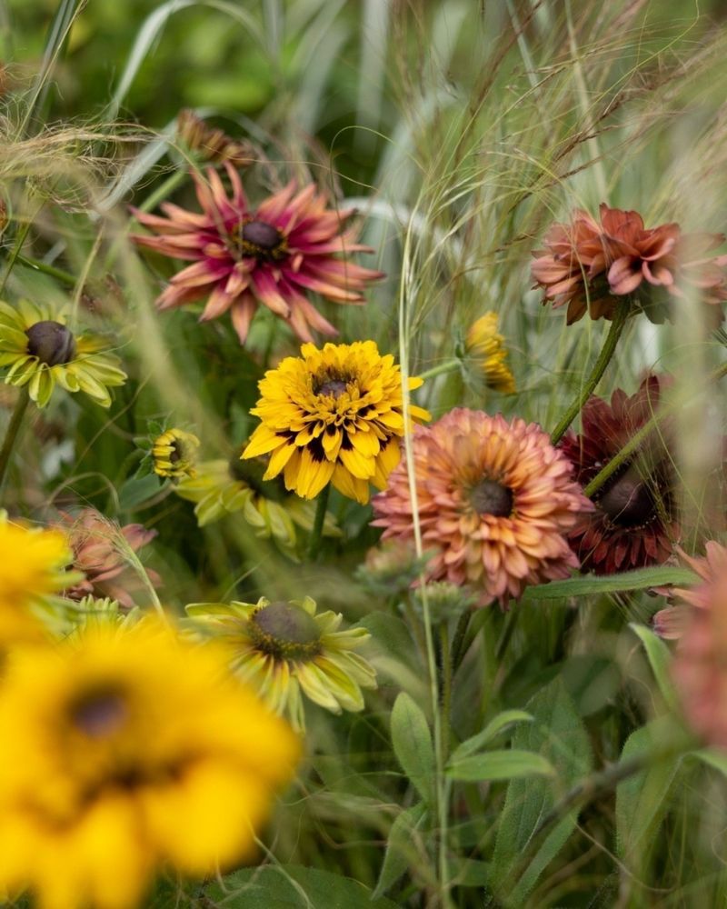 Prairie Plants Thrive Naturally