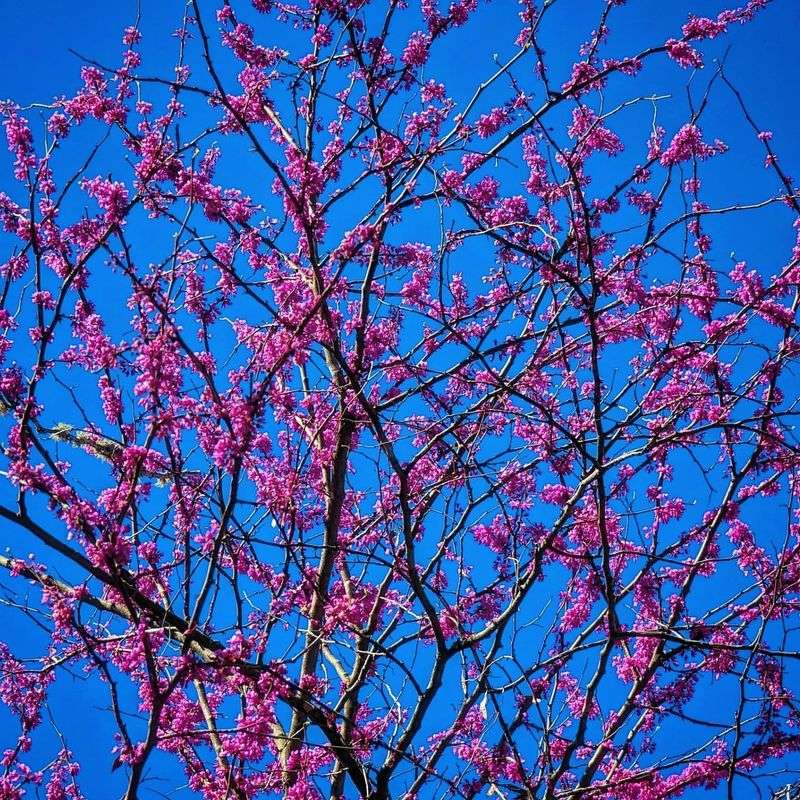 Watch For Leaf-Feeding Insects