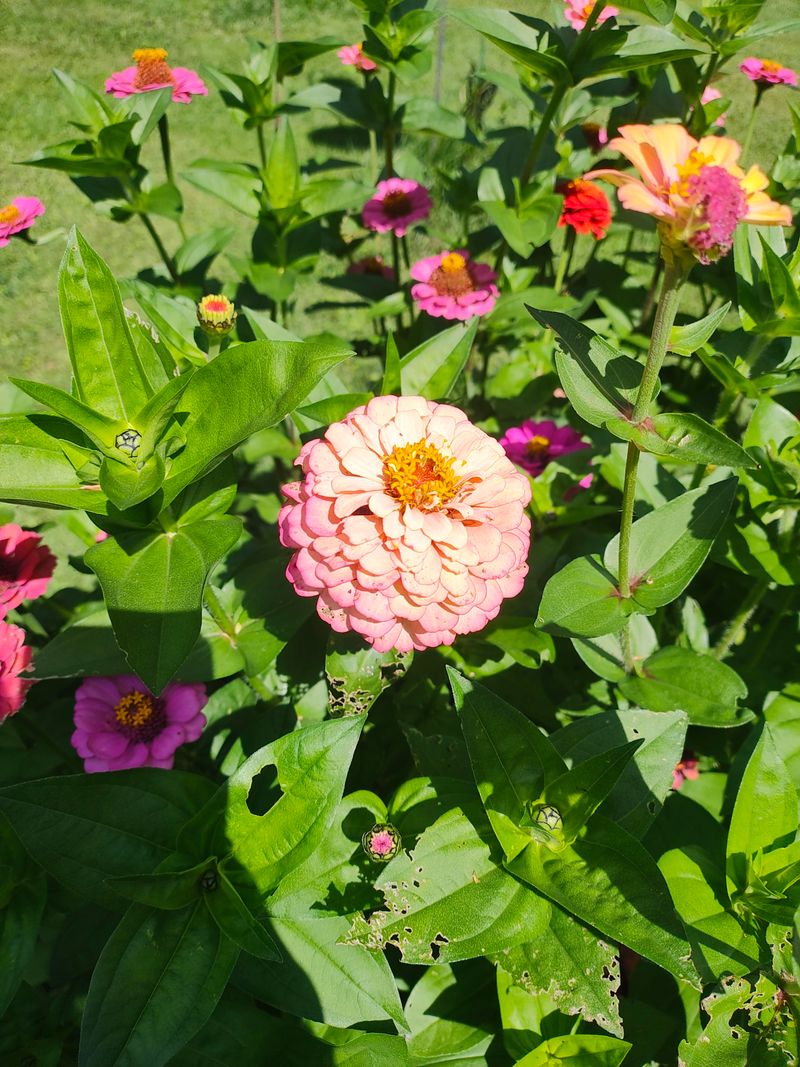 Divide Perennial Varieties