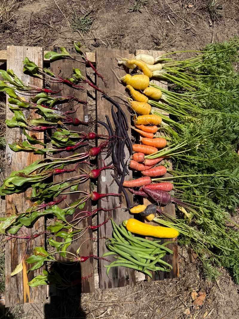 Harvest Promptly and Frequently