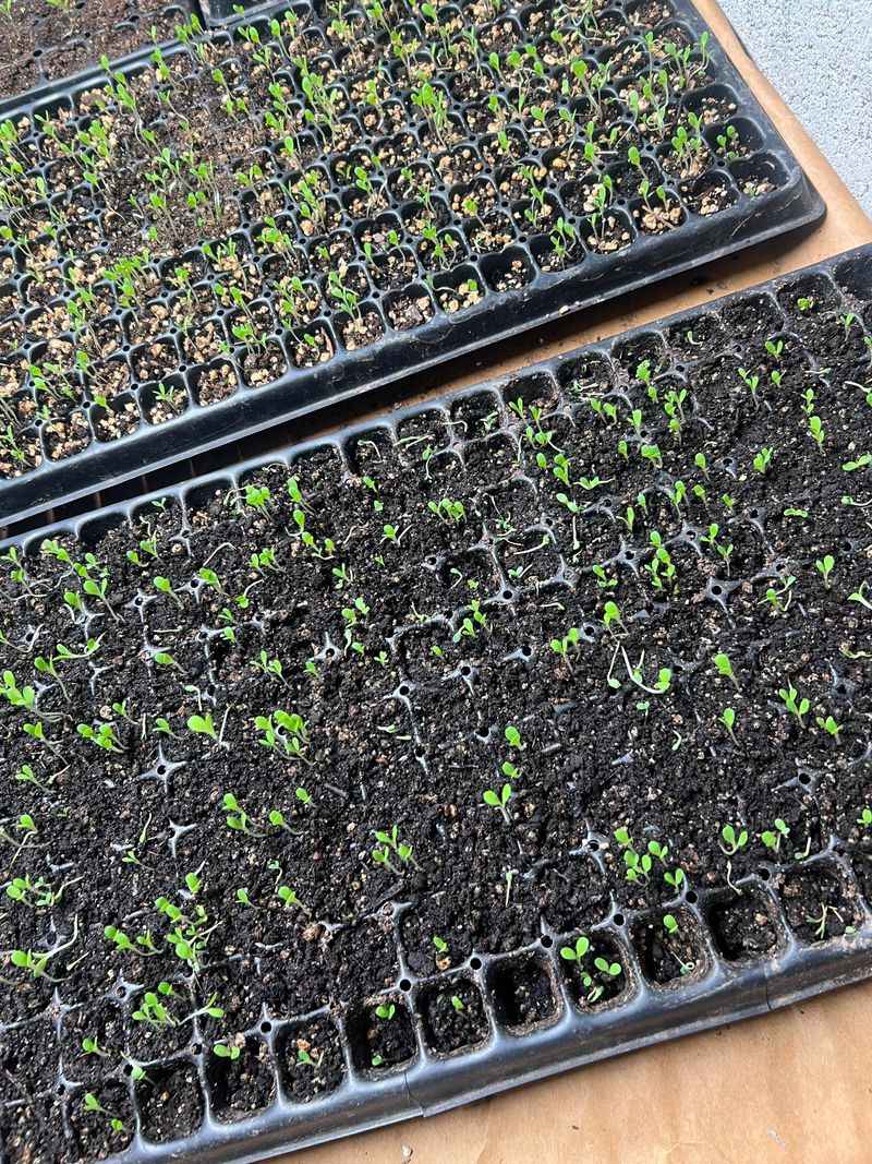 Transition To Soil At The Right Time