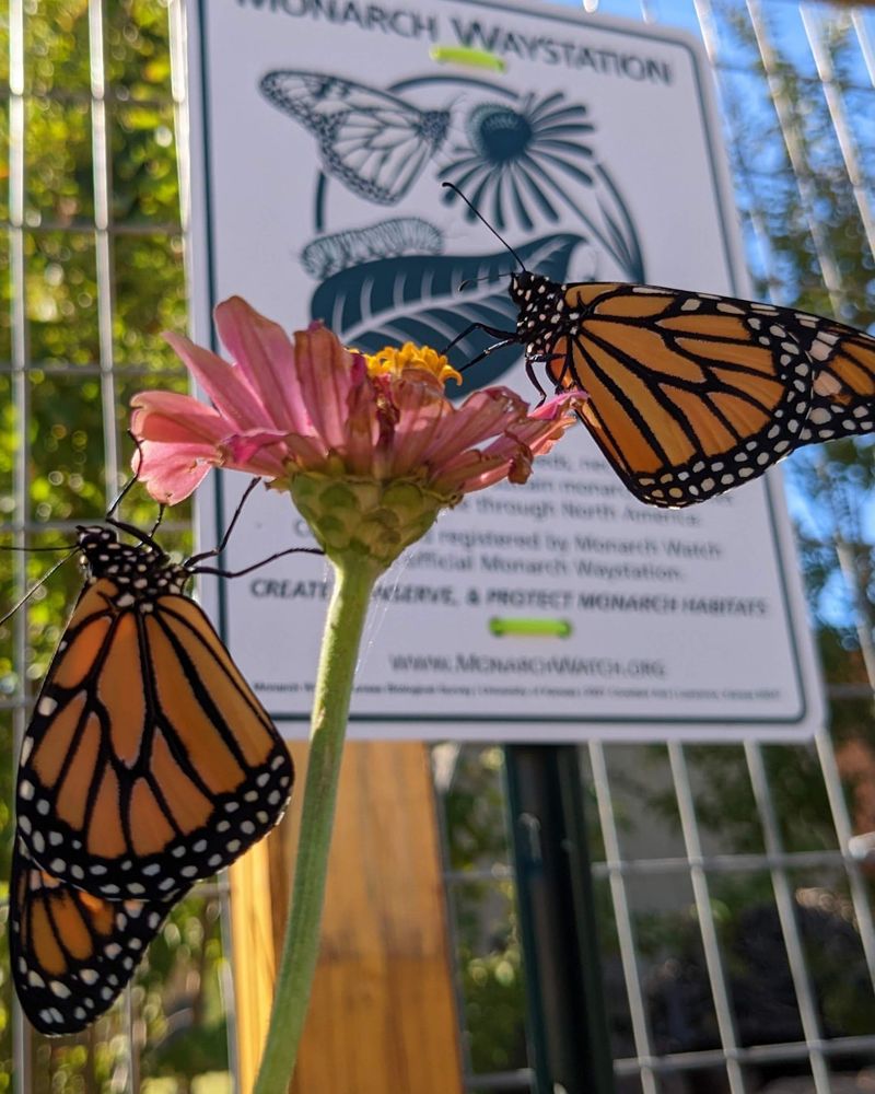 Register Monarch Waystation