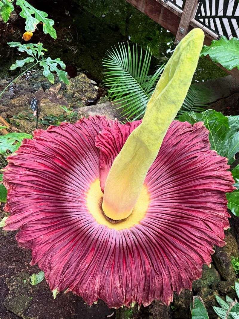 Corpse Flower